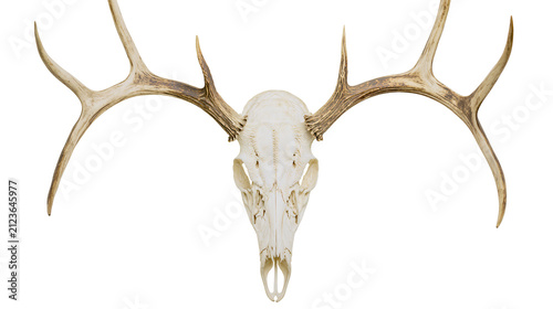 Obraz na płótnie Majestic deer skull with large antlers, isolated on transparent background