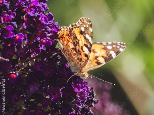 A close-up of a Painted Lady 'Vanessa cardui' butterfly feeding a purple Buddleja bush