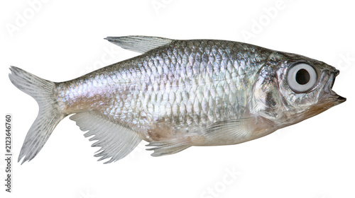 Small silver fish with large eyes and open mouth, isolated on transparent background