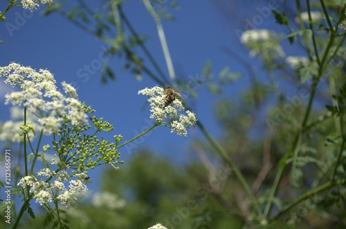 A bee pollinates various flowers.
