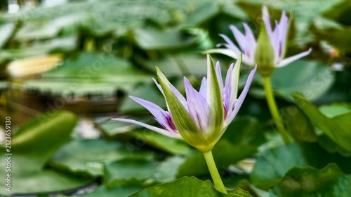 Quadro su tela Horizontal macro purple nymphaea capensis water lily flower