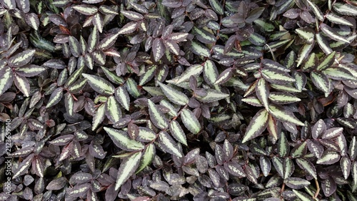 Fotografie Horizontal dark pellionia daveauana leaves texture background