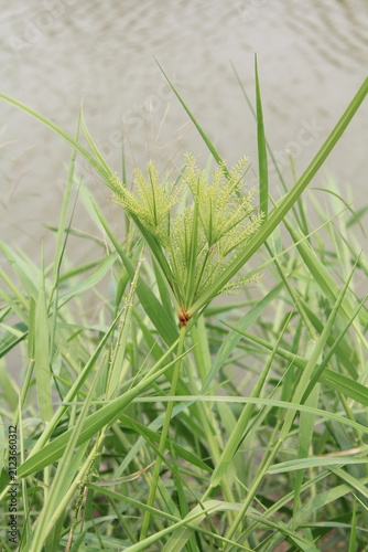 Принти на полотні Green sedge grass with flowering seed heads growing by the edge of a pond in nat