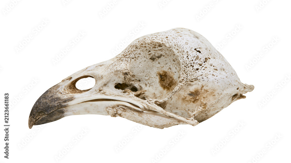 Photography Poster Detailed bird skull with beak and eye socket