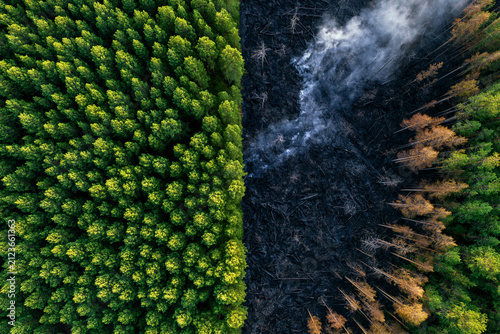 Vue aérienne en plein jour montrant la lisière d'une forêt. Une ligne nette sépare les pins d'un vert luxuriant d'une zone entièrement brûlée et carbonisée par un incendie