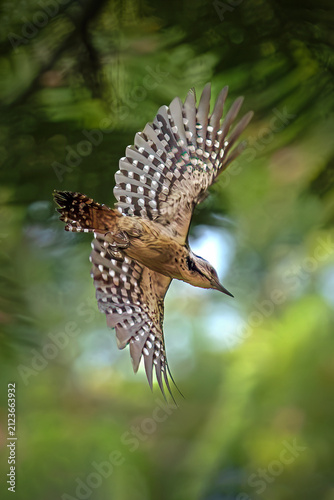 Fotografie Stunning mid-air action shot of a Sunda Pygmy Woodpecker (Yungipicus moluccensis) in flight