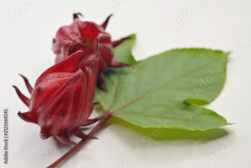 Foto Close-up of a calyx of a Roselle plant and leaf on white background