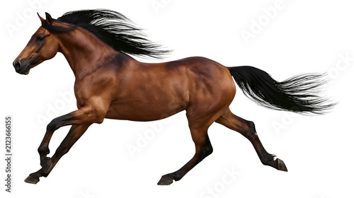 Fotografía Brown horse with black mane and tail galloping, isolated on transparent backgrou