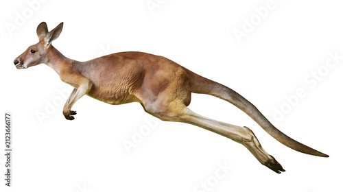 Obraz na płótnie Red kangaroo mid-leap showcasing powerful legs and long tail, isolated on transp