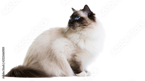 Canvastavla Fluffy Ragdoll cat with blue eyes sitting elegantly, isolated on transparent bac
