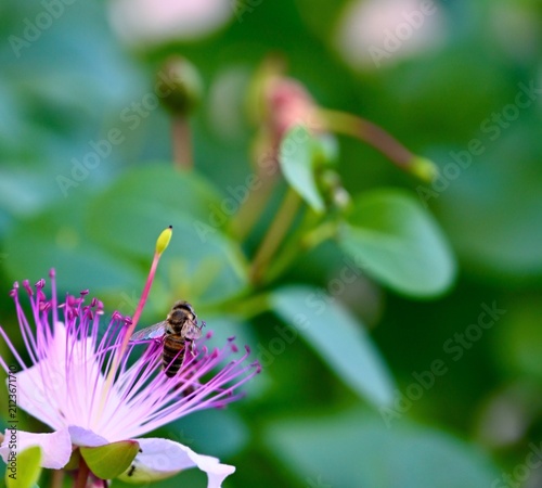 A view of a honeybee gathering nectar on a purple and white caper flower set against a soft blurred background of green leaves.