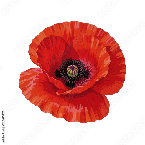 Red Poppy Flower Isolated Transparent Background