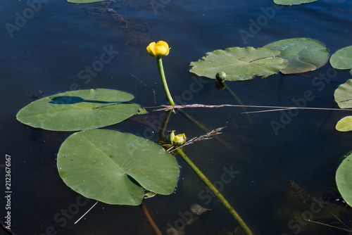 Foto Horizontal view of a yellow water-lily bud standing above dark water with a clear stem reflection