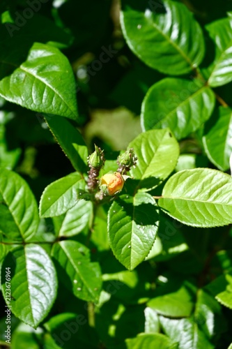 Obraz na płótnie A rose bud surrounded by aphids in a serene outdoor garden setting, featuring lush green leaves and subtle yellow tones