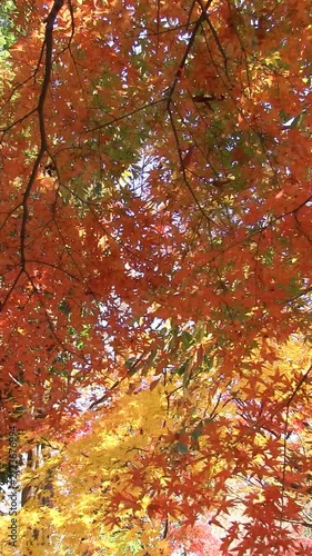 秋風に揺れそよぐ紅葉　タテ映像