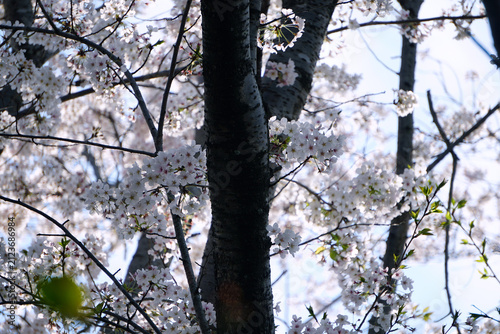 桜