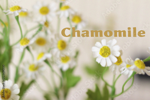 daisy flowers on a white background