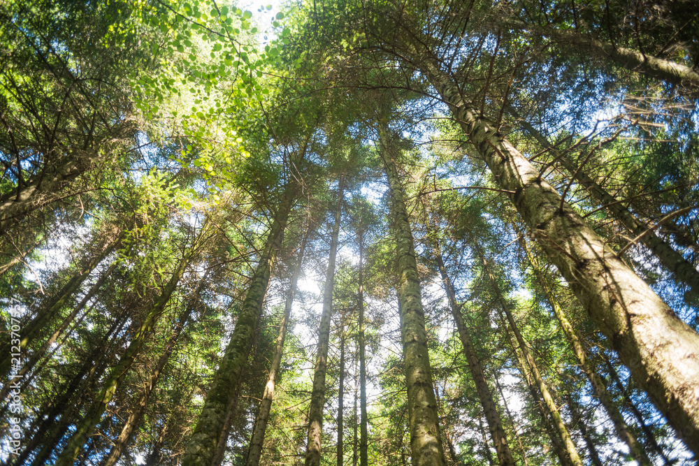 Fototapeta premium Low angle view looking up at tall pine tree trunks with dense green canopy and bright sunlight in the forest
