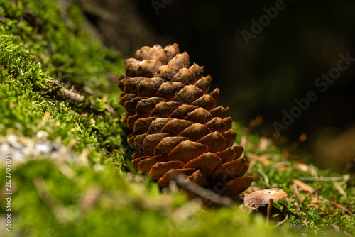 Single brown pine cone resting on vibrant green mossy ground in a sunlit woodland forest setting
