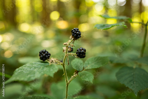 Macro shot of wild ripe blackberries growing on a thorny stem with green leaves against soft sunny forest bokeh background