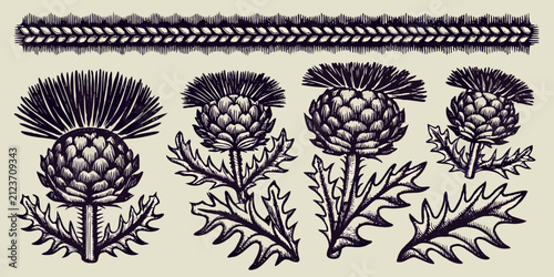 Fotografie Thistle Plants Detailed Botanical Engravings Black And White Illustration