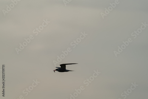 Seabird silhouette flying with fish at dusk