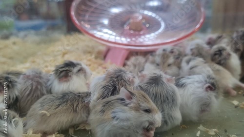 Group of fluffy Roborovski dwarf hamsters huddled together in a glass enclosure with wood shavings bedding. Pink exercise wheel visible in the blurred background. Cute domestic pet animals.