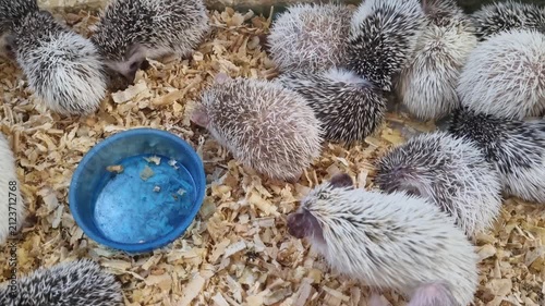 A group of small African pygmy hedgehogs resting and eating in a cage with wood shavings. One hedgehog drinks from a blue bowl while others sleep together in a cluster. Domestic pet care scene.