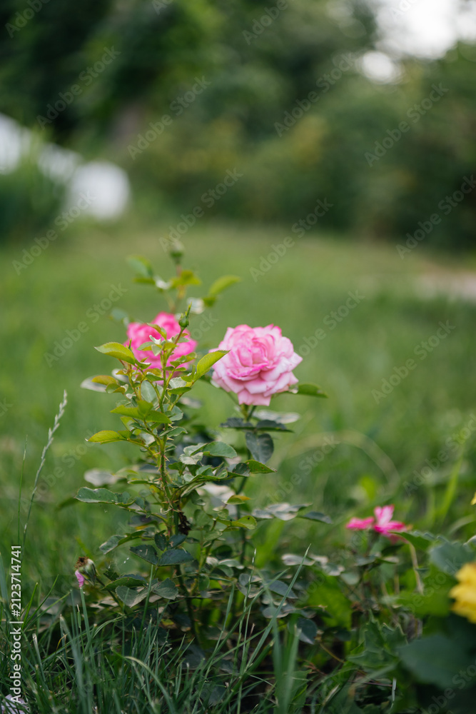 Fototapeta premium Pink garden rose blooming in a green summer meadow