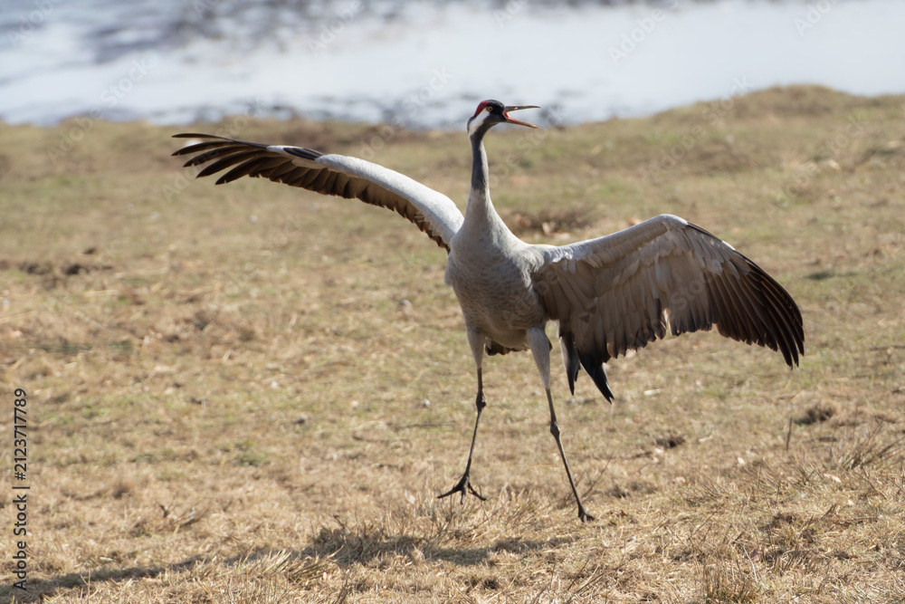 Obraz premium Dancing Eurasian Crane Pointing Wing at Lake Hornborga Sweden