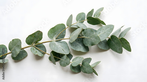 Single fresh green eucalyptus branch isolated on plain solid white background top view.