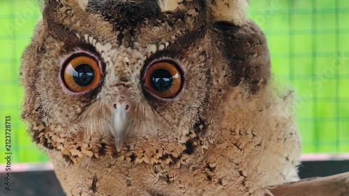 Owls' eyes are not spherical and cannot move. To see their surroundings, they rotate their heads up to 270 degrees. They also have three eyelids for various functions and excellent night vision.