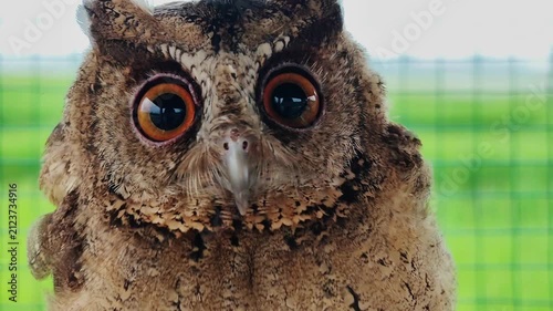Owls' eyes are not spherical and cannot move. To see their surroundings, they rotate their heads up to 270 degrees. They also have three eyelids for various functions and excellent night vision.