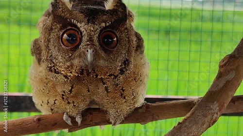 Owls' eyes are not spherical and cannot move. To see their surroundings, they rotate their heads up to 270 degrees. They also have three eyelids for various functions and excellent night vision.