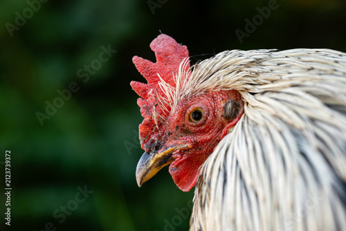 A close up profile shot of a beautiful white and grey rooster standing outdoors in front of a lush green background