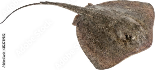 close up brown stingray 