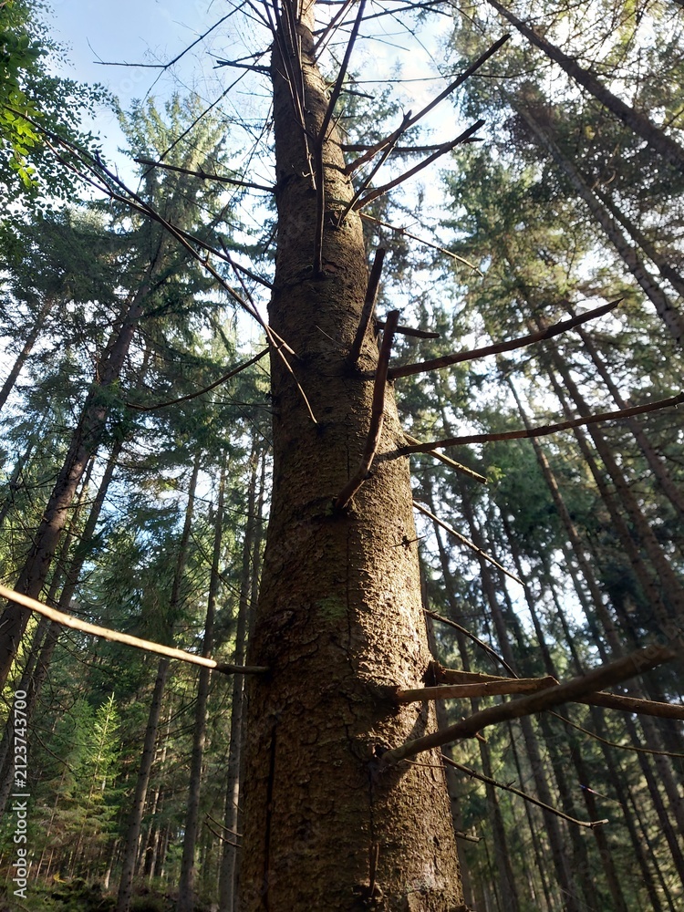 Fototapeta premium Low angle view of a spruce tree trunk with dry branches in a dense evergreen forest. Tall conifer trees illuminated by sunlight create a peaceful woodland atmosphere, showcasing natural forest