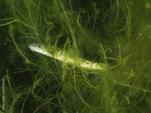 A common loach (Barbatula barbatula) is covered in dense green algae. Dive site Wildsau, Berlingen, Lake Constance, Switzerland, Germany