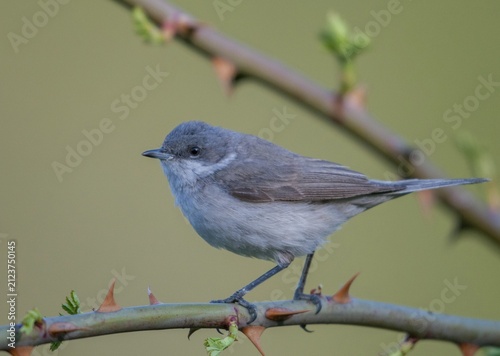 Rattleswarbler, lesser whitethroat, sylvia curruca, birds, male, passeri, songbirds, songbirds, birds, warbler