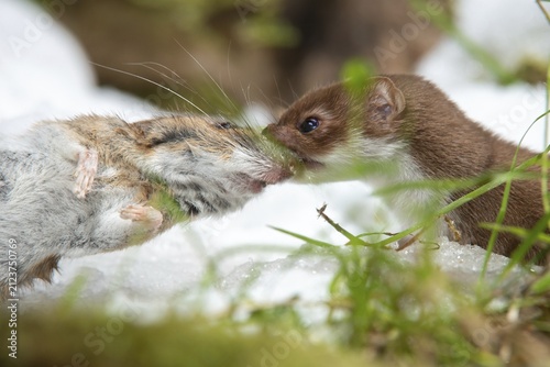 Carnivora, least weasel, mouse weasel, mustela nivalis, predators, prey, capture, hunting, mammals, raptors, snow, mammals, winter