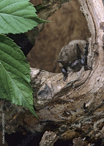 Brandt's bat, incendiary bat, large bearded bat, myotis brandti, bats, chiroptera, FFH, bats, high size, portrait format, mammals, mammals