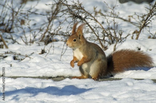 Squirrels, rodents, rodentia, sciurus vulgaris, squirrel, mammals, rodents, snow, mammals, winter