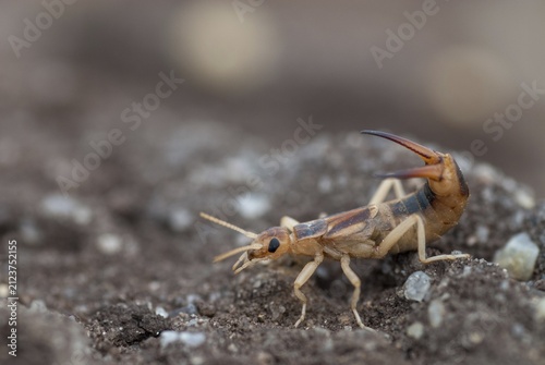 Brandenburg, Germany, Giant Earwig, Labidura Riparia, Nabu, national natural heritage, natural paradise Grünhaus, sandearworm, post-mining landscape, green house, insects, earwigs