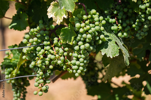 Clusters of Fresh Green Grapes