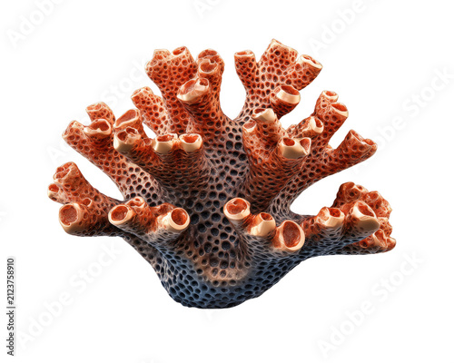 Coral Branch: A striking coral specimen with intricate branching structures, showcasing a vibrant texture and rich color palette.