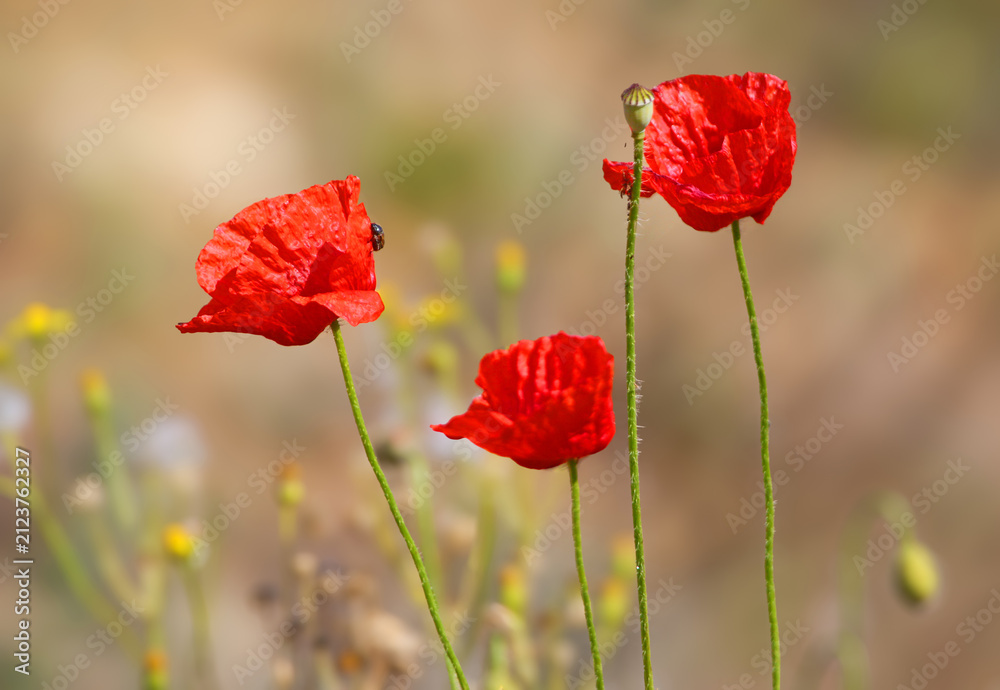 Obraz premium Bright red common poppies blooming on thin green stems in a sunny field.