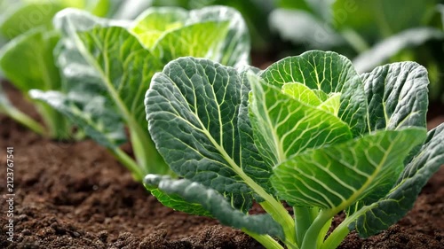 Fresh green leafy vegetable plants growing in soil inside a greenhouse garden bed Planting Cold-Hardy Vegetables concept of organic farming
