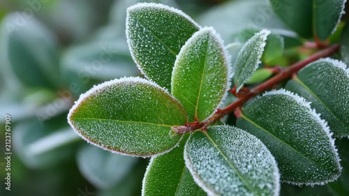 Frost-covered green leaves with ice crystals on edges in close-up view Protecting Perennials from Frost winter chill