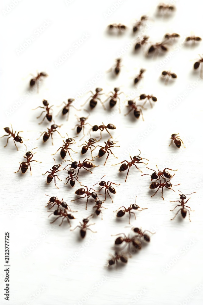 Fototapeta premium Captured in a studio setting, a multitude of ants traverse a bright, white surface. This high-angle shot provides a detailed view of the insects, emphasizing their active movement, AI generated
