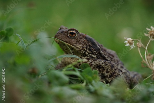 Foto Closeup view of Common toad (Bufo bufo) in summer garden during evening